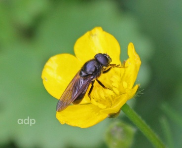 Cheilosia bergenstammi, male, hoverfly, Alan Prowse